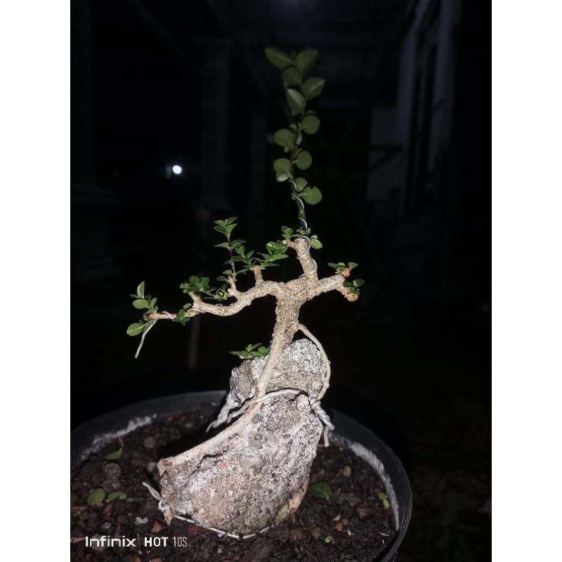 Bonsai Sancang MAME On The Rock Free onkir