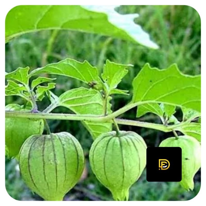 

Ciplukan segar / daun tanaman ciplukan segar 500 gram