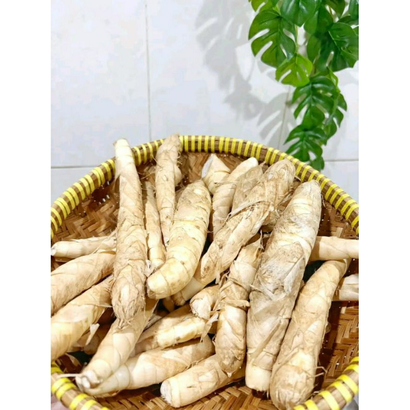 

Ubi Garut Segar/Umbi Garut /Umbi Patat/Umbi Sagu fresh Herbal Lambung