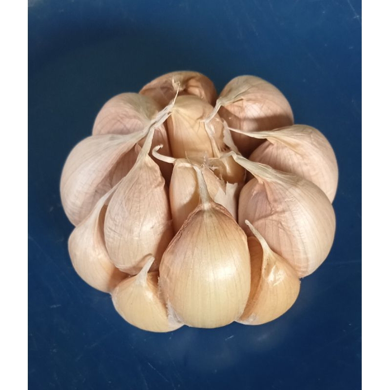 

1 KG BAWANG PUTIH HONAN