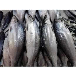 

IKAN BANDENG BESAR FRESH _ 1KG