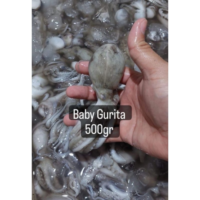 

baby Gurita 500gr