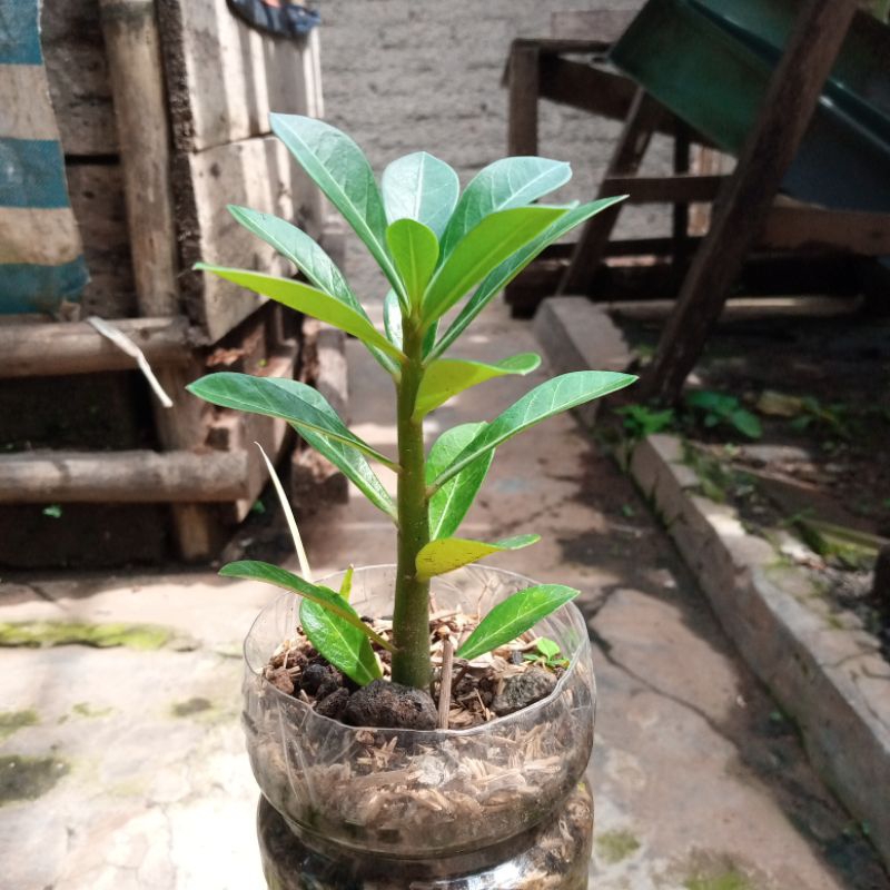 benih / adenium / kamboja jepang 5 biji