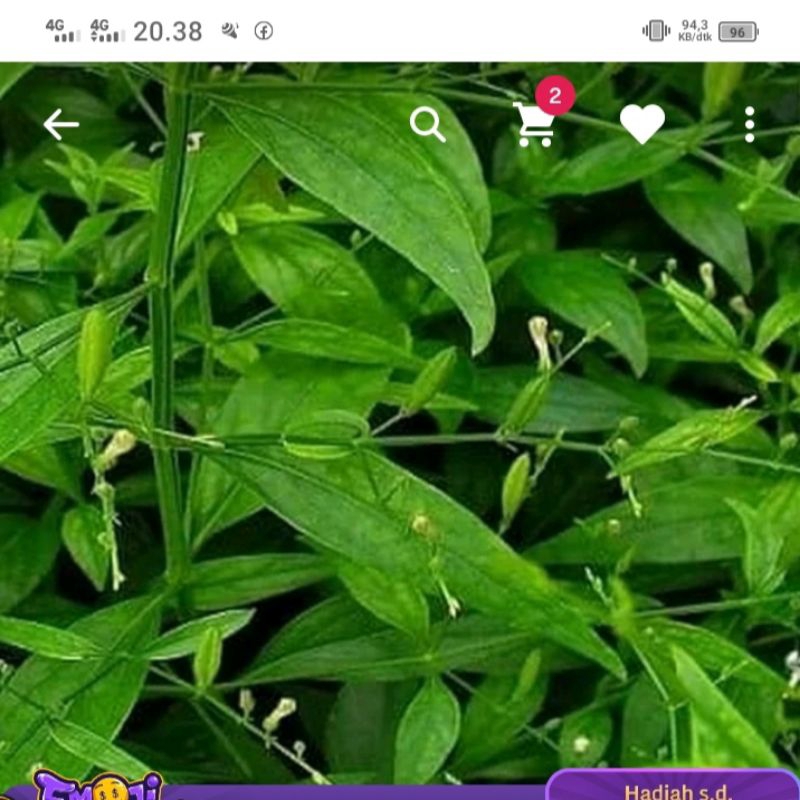 

Daun Sambiloto Segar 250 gr