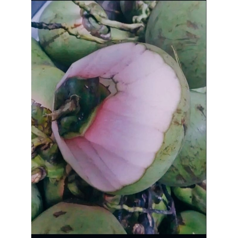 

dengan ijo asli bisa buat obat