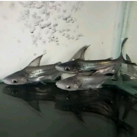 Ikan Genghis Khan hiu air tawar