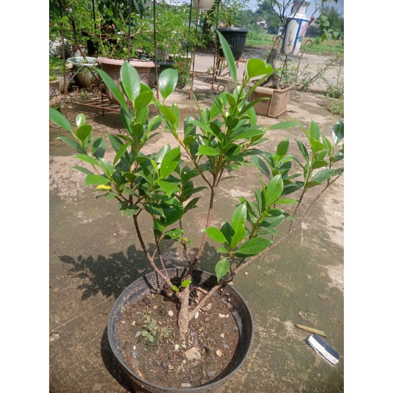 bahan bonsai beringin kimeng