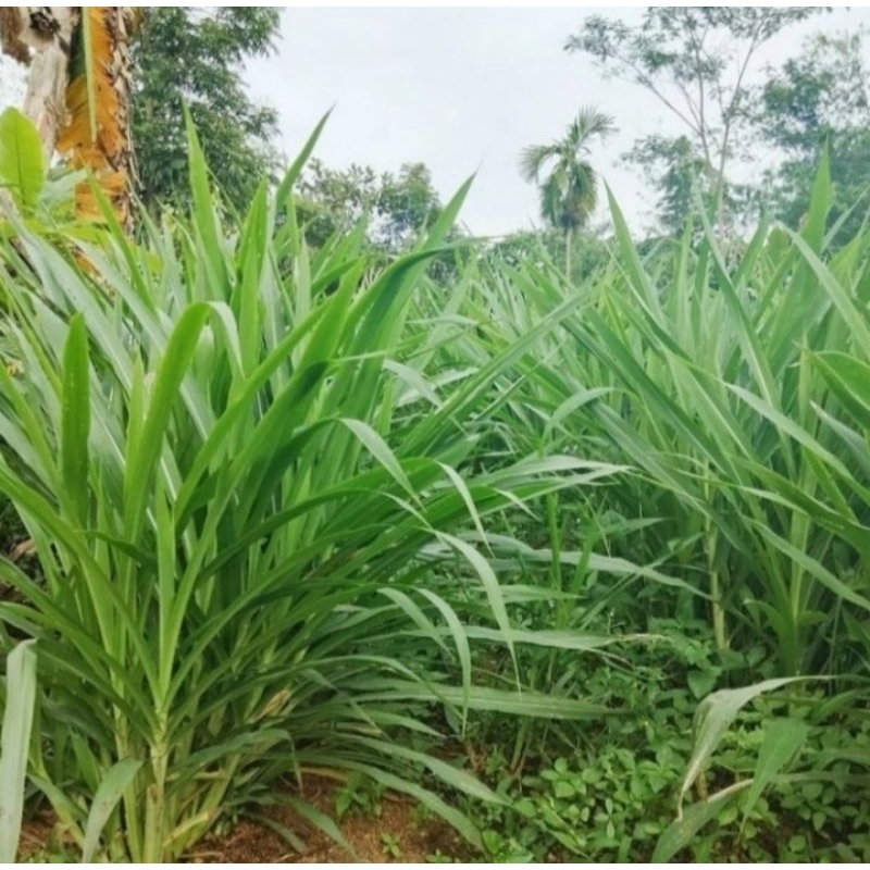 Rumput Odot Segar Netto 1Kg Original