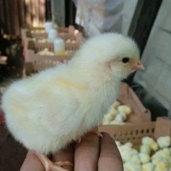 DOC Ayam Negeri Pejantan Murah