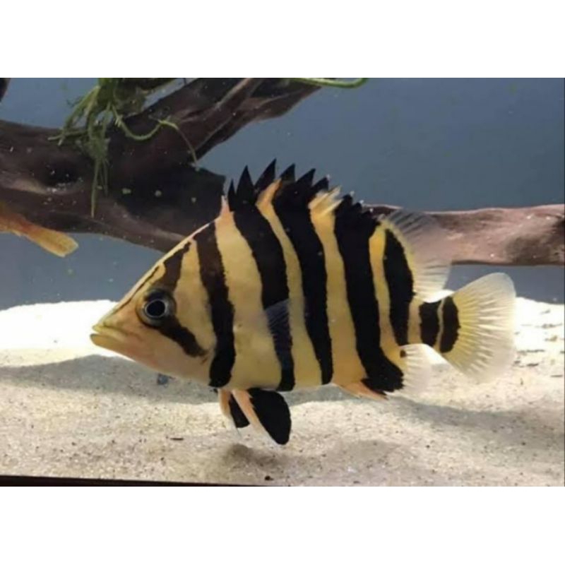 datz tiger fish 5-6 cm+