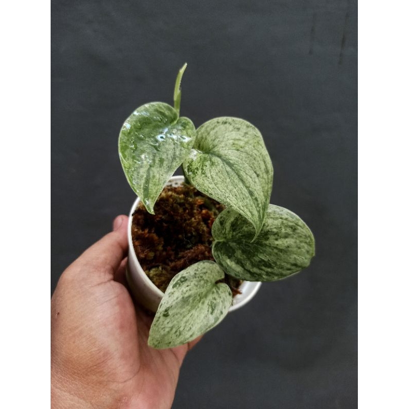 Scindapsus Marble Queen