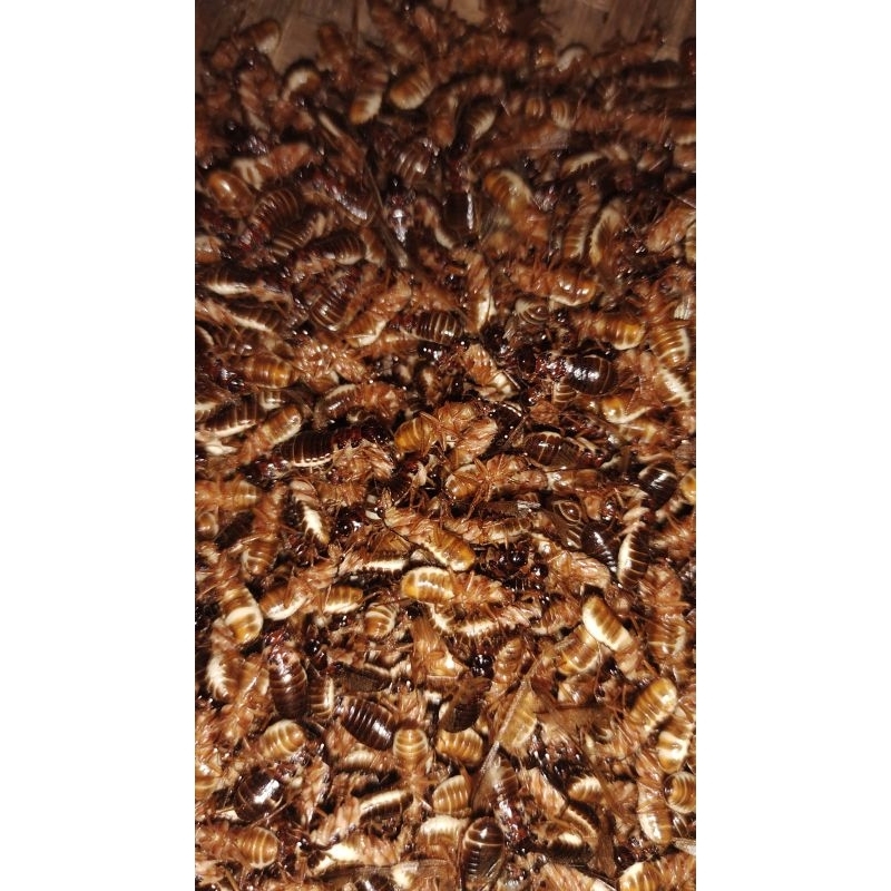 Umpan pancing LARON SILARU tanpa bulu