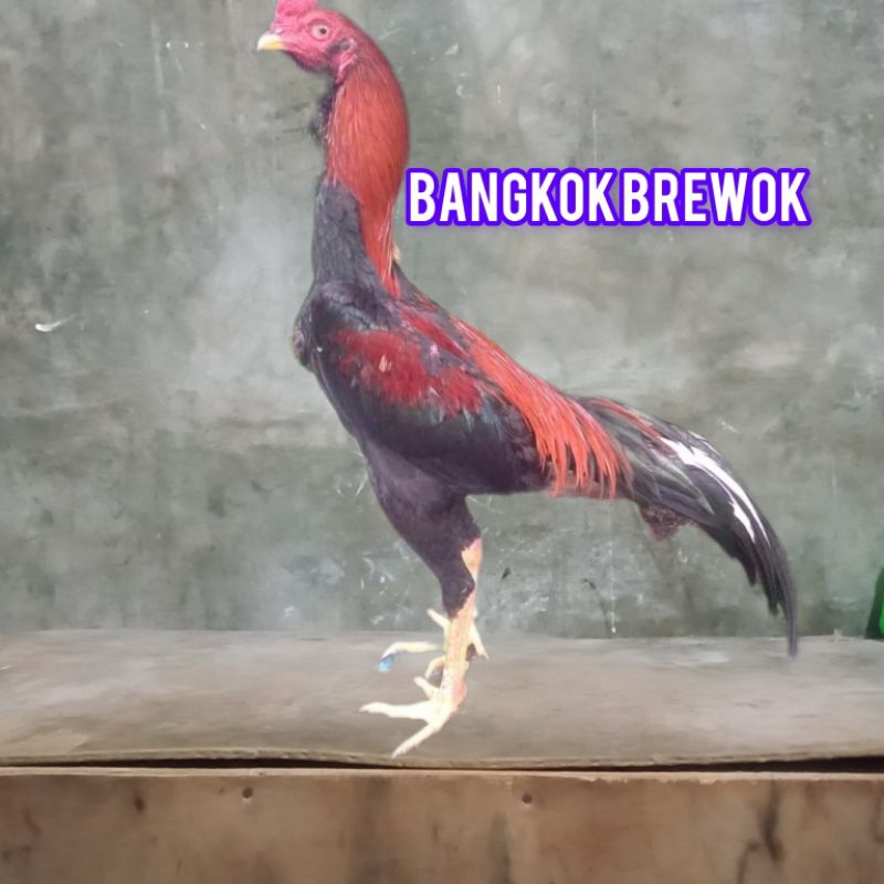 Ayam Bangkok pakhoy brewok