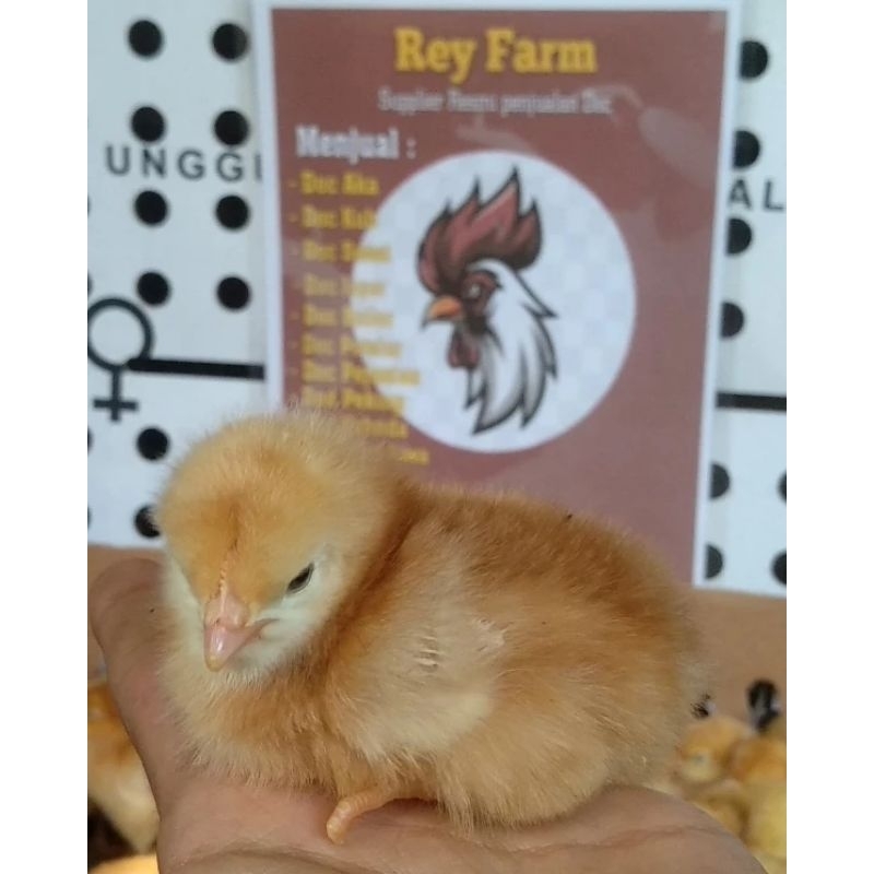Bibit Ayam Petelur Betina / Doc Layer Petelur Super