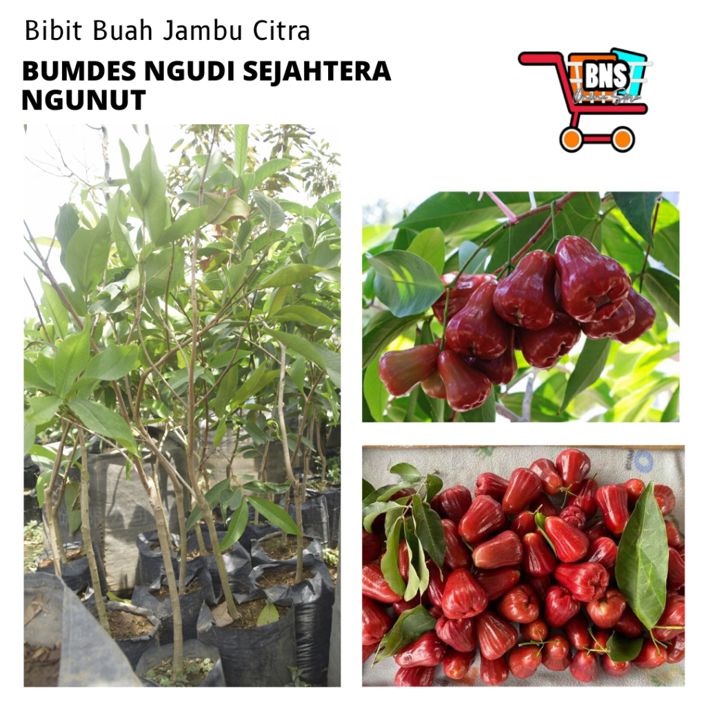 BIBIT JAMBU CITRA/BIBIT BUAH JAMBU CITRA/BIBIT BUAH JAMBU/BIBIT BUAH JAMBU CITRA BERKUALITAS