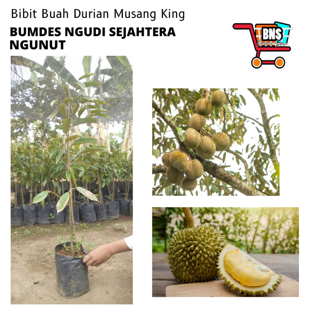 BIBIT DURIAN MUSANG KING/BIBIT BUAH MUSANG KING/BIBIT BUAH DURIAN BERKUALITAS