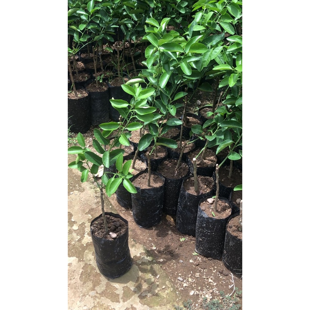 BIBIT JERUK NIPIS/BIBIT BUAH JERUK NIPIS/BIBIT BUAH JERUK NIPIS BERKUALITAS/BIBIT JERUK NIPIS SUPER