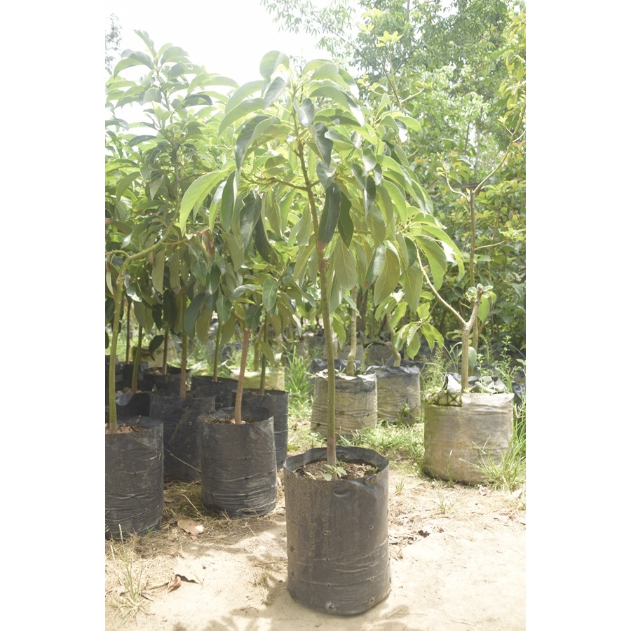 BIBIT ALPUKAT/BIBIT BUAH ALPUKAT/BIBIT BUAH ALPUKAT BERKUALITAS/BIBIR ALPUKAT SUPER