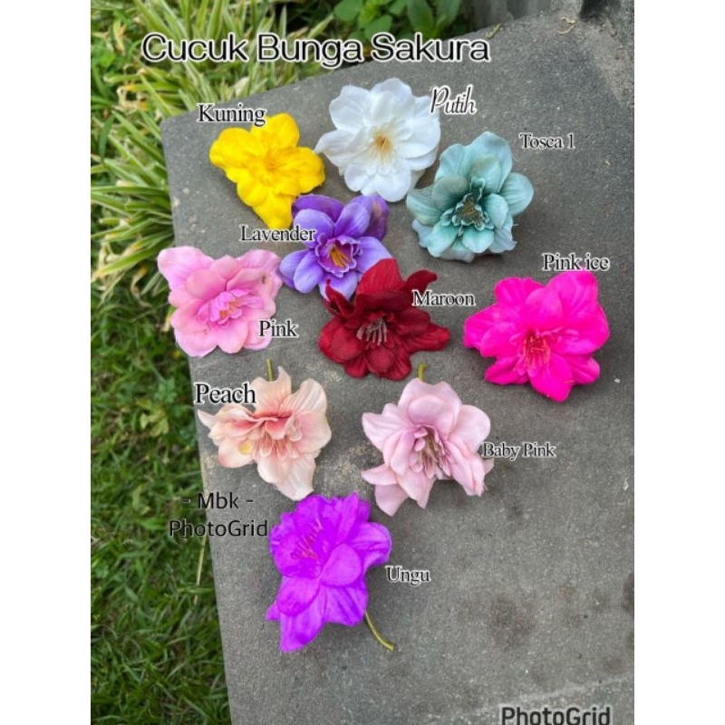 CUCUK BUNGA SAKURA DAN BUNGA PUCUK