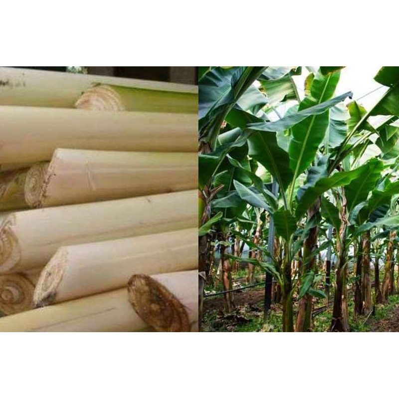 gedebok pisang 1kresek