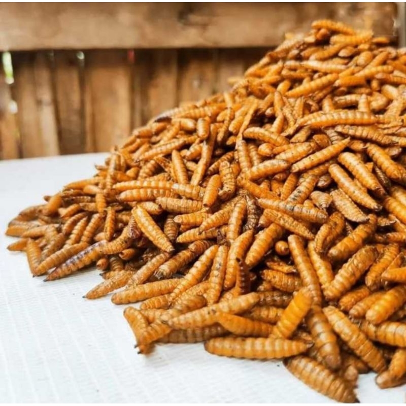 Maggot Kering BSF Maggot Pakan Ikan Channa