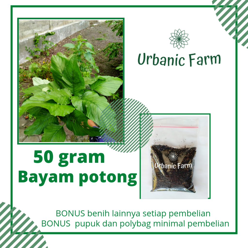 50 gram benih bayam potong bayam jumbo