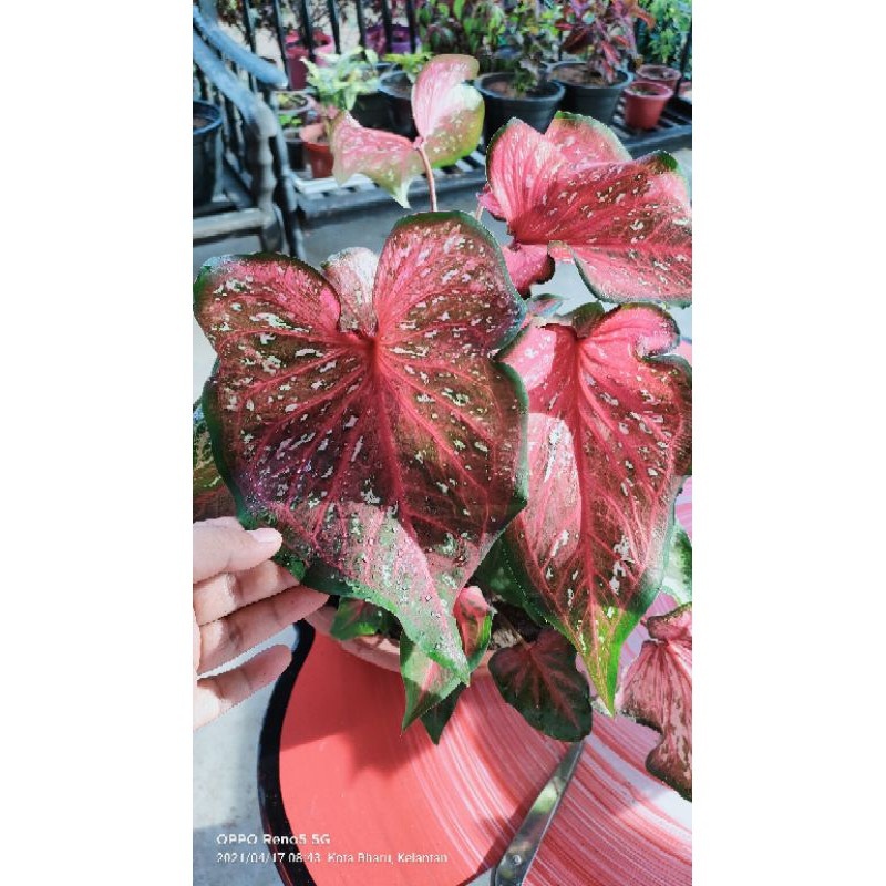 Tanaman Keladi Hias Caladium Whorton Keladi Whorton Cantik Bibit Keladi Whorton