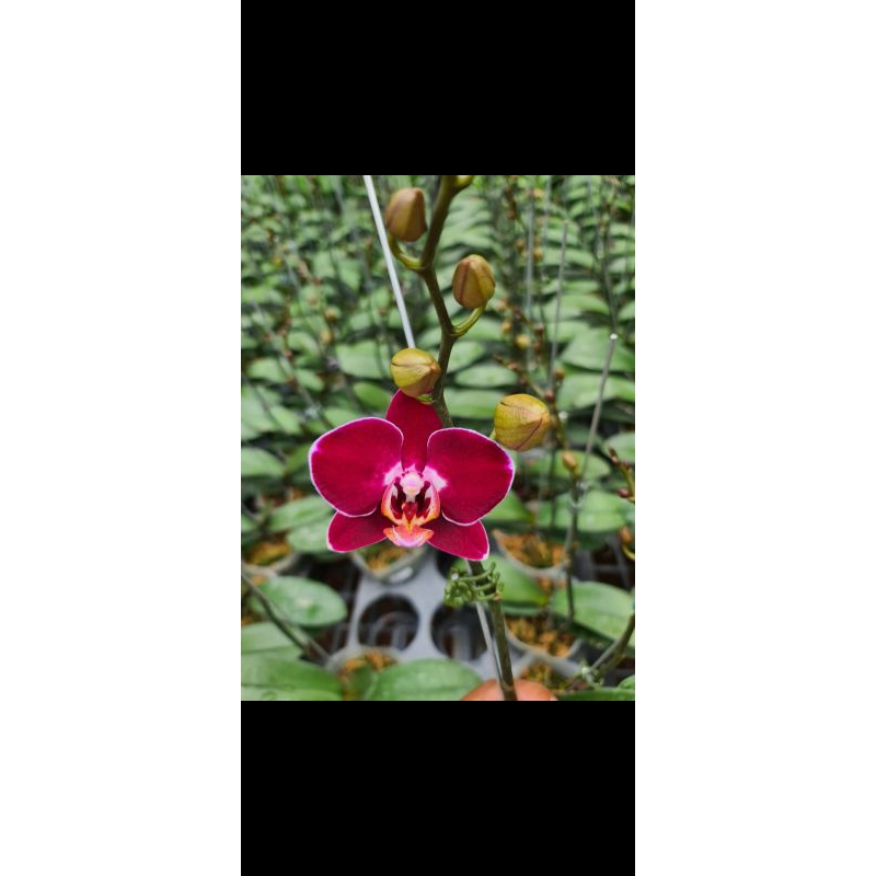 anggrek bulan kondisi knop