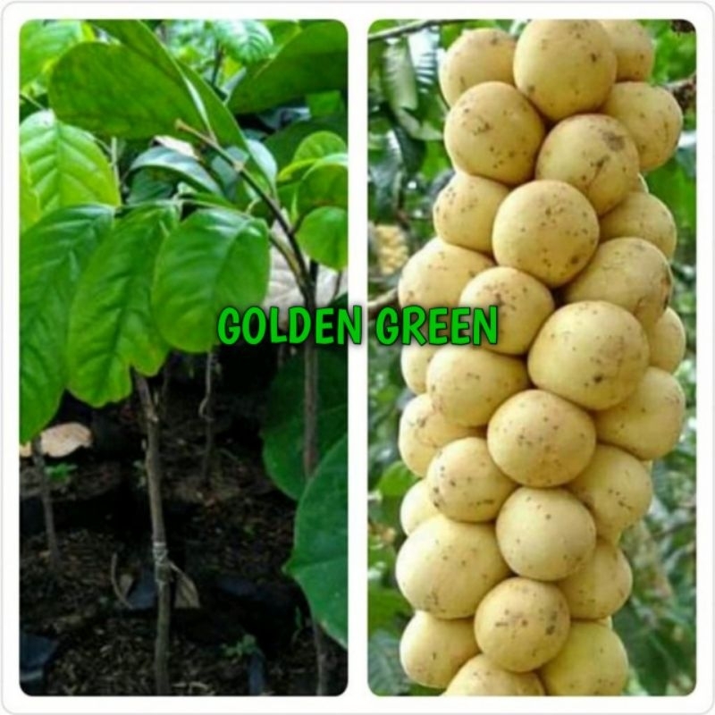 bibit duku palembang