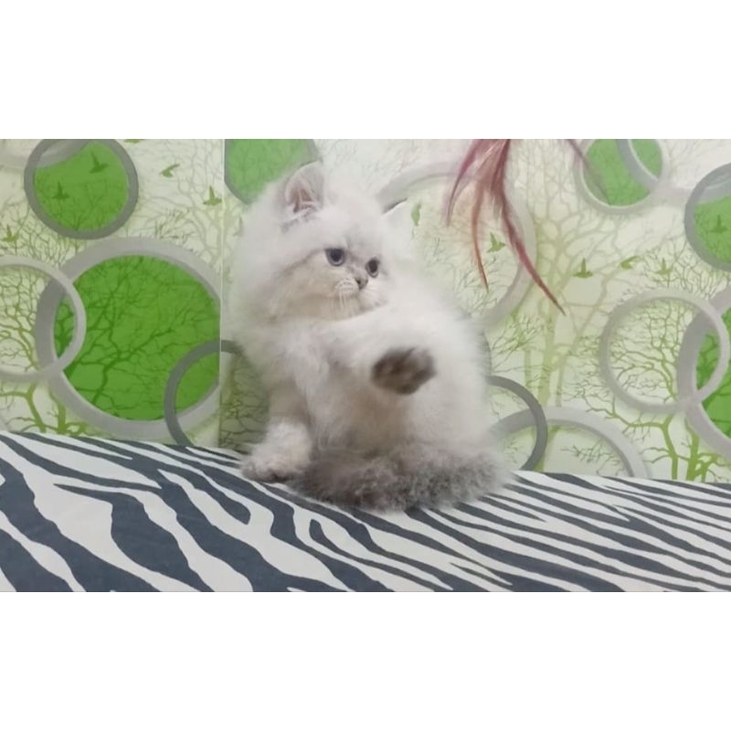 Kucing persia flatnose jantan