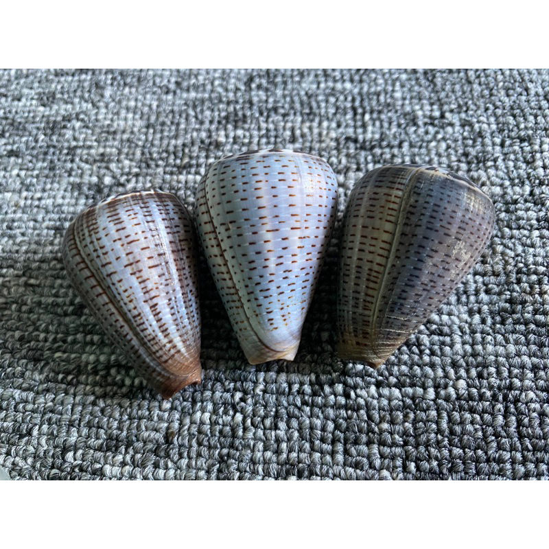 CANGKANG KERANG CONUS GLAUCUS