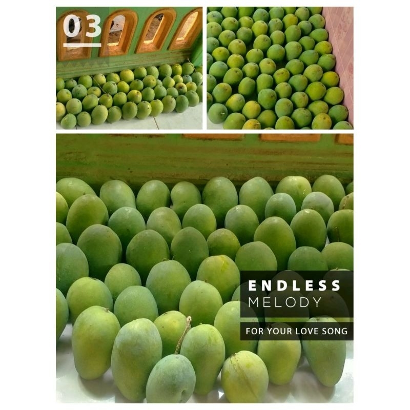 

Mangga gadung harummanis