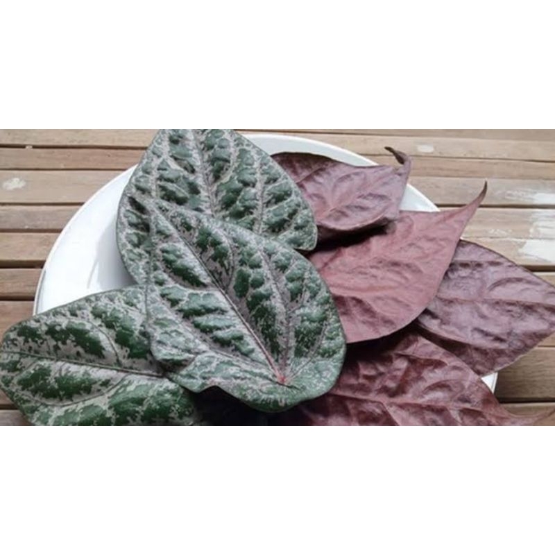 

Daun Sirih Merah Segar/Daun Sirih/Daun Sirih Merah (10 lembar)