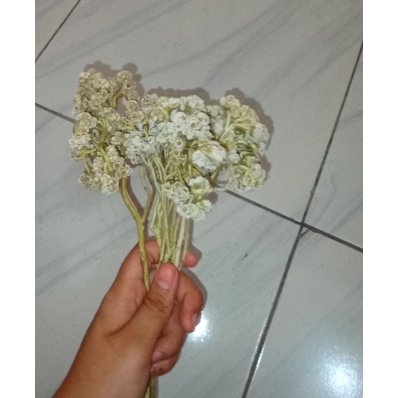 Bunga EDELWEIS / BUNGA EDELWEIS / BUNGA KERING EDELWEISS