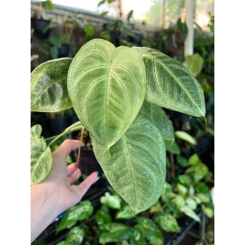 Tanaman Hias Syngonium Frosted Heart