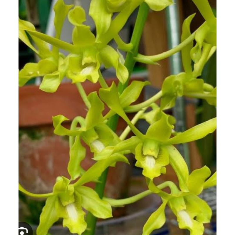 Anggrek Dendrobium Caesar Green