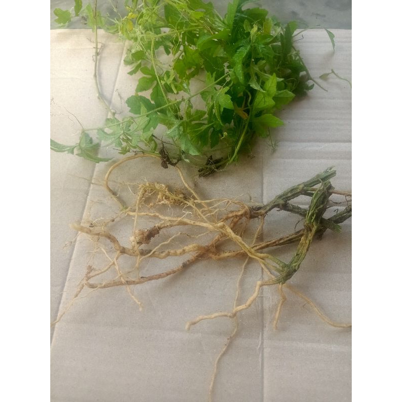 

Akar Pare Hutan Fresh 1 Kg