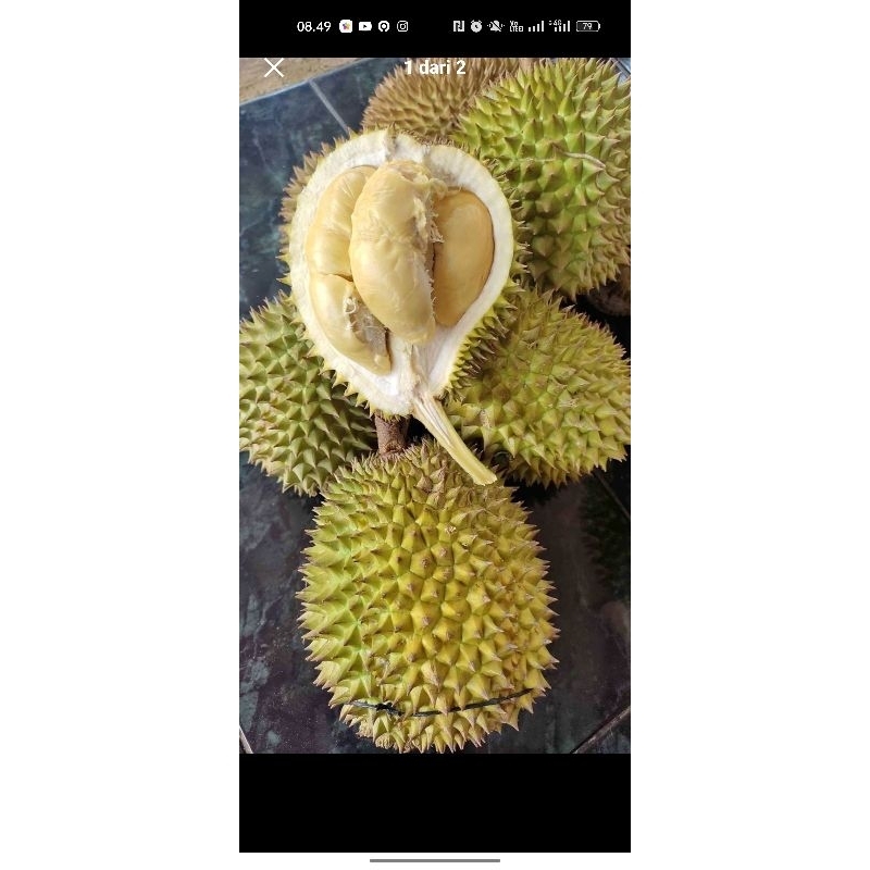 

Buah durian lokal Banyuwangi manis/manis pahit masak pohon paling enak