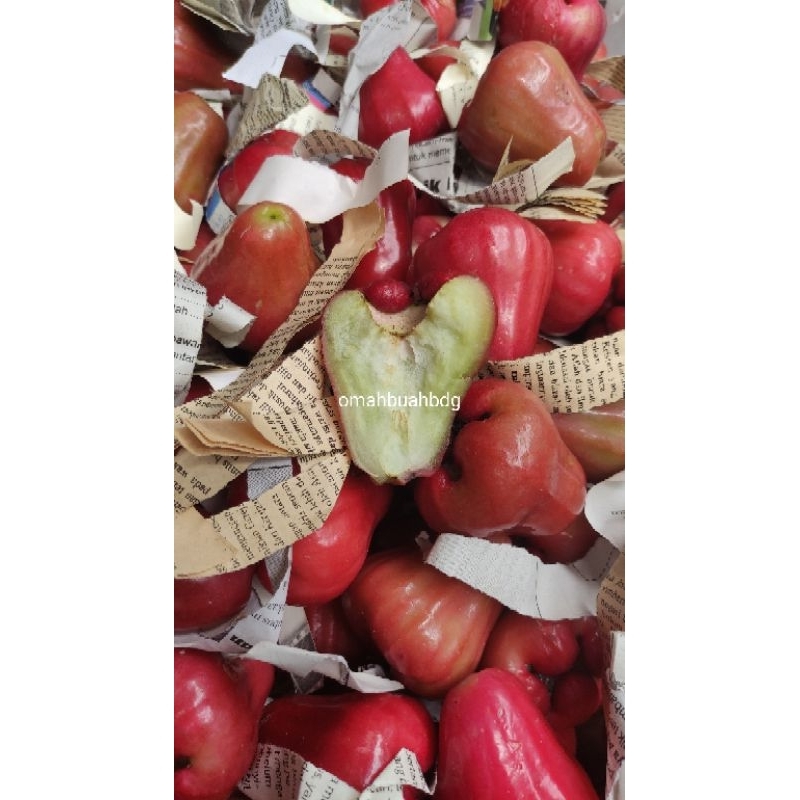 

jambu citra