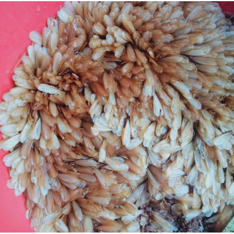 laron/silaru  umpan Galatama lele.gacor