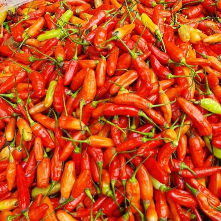 

PAKET LENGKAP>>> Rawit merah pedas 250gram