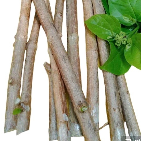 Bahan Bonsai - Per kilo Bibit pohon Wahong - Batang potong siap tanam