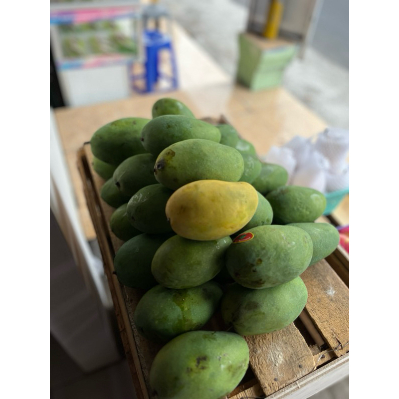 

Mangga Harum Manis