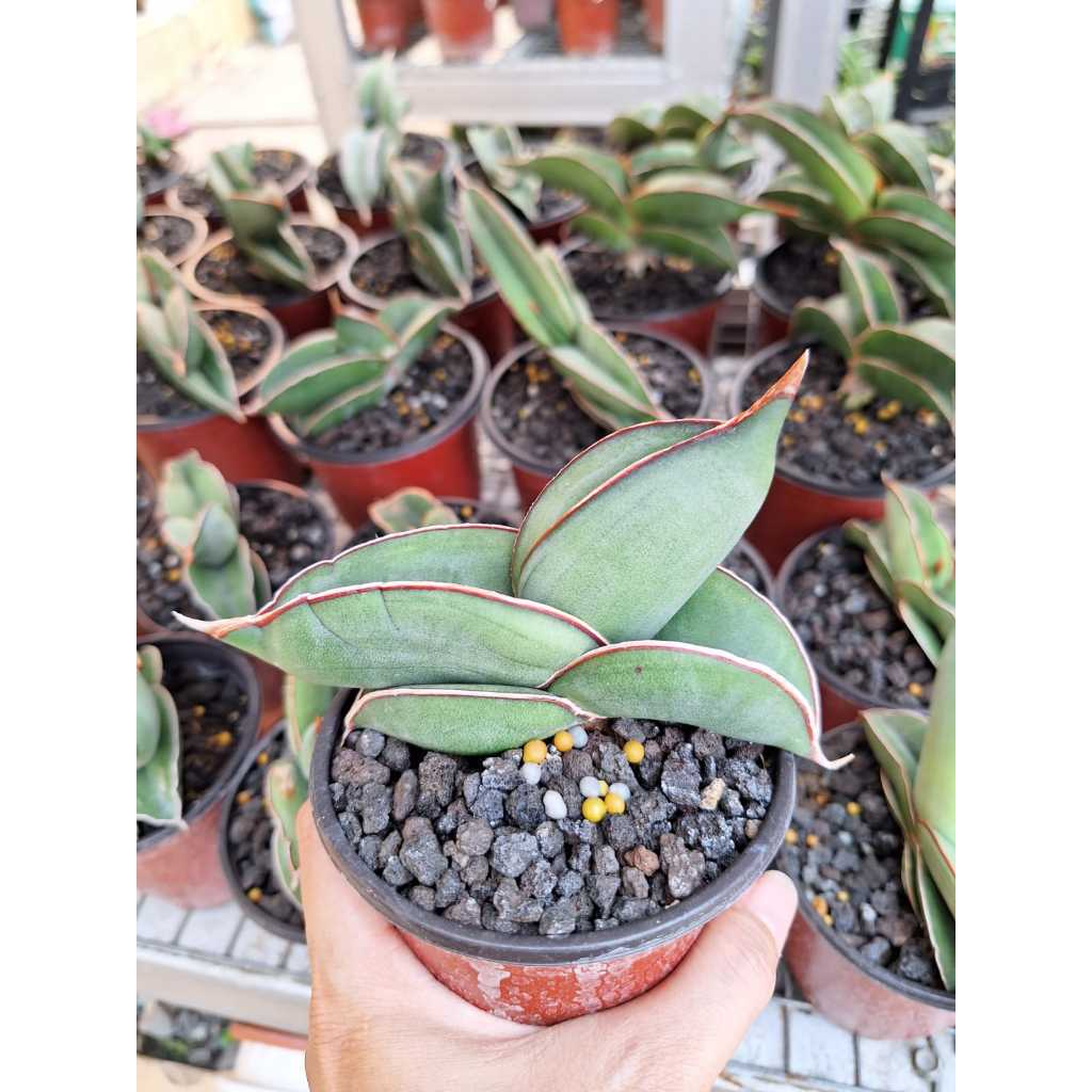 sansevieria / sansivera banana