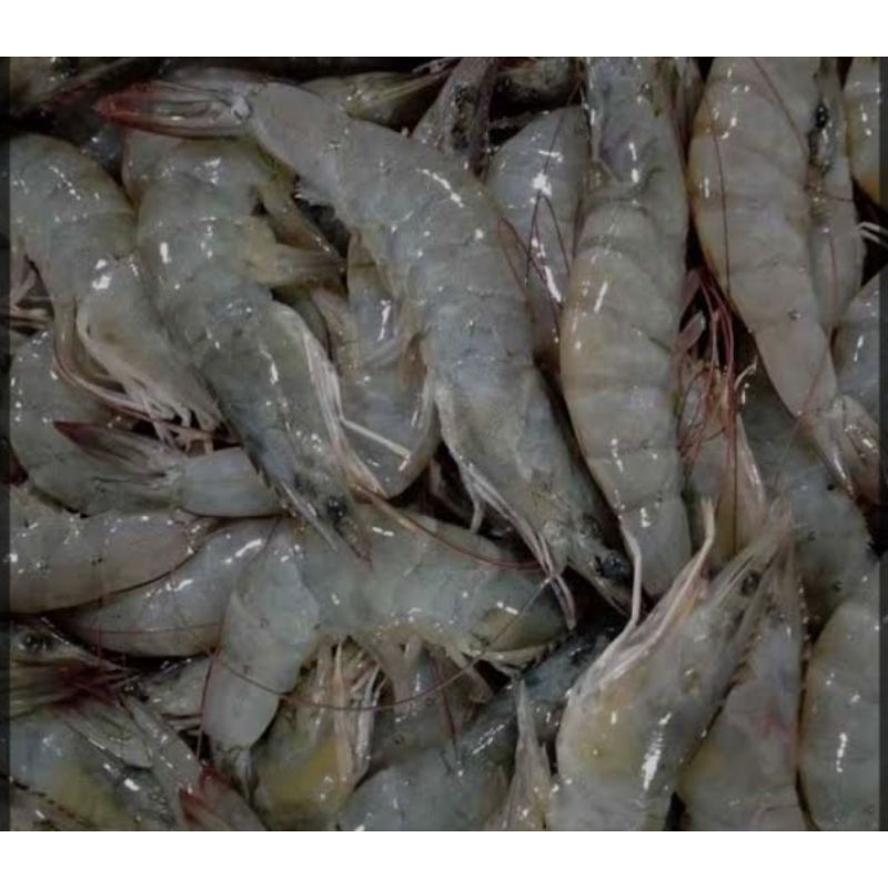 

udang vaname