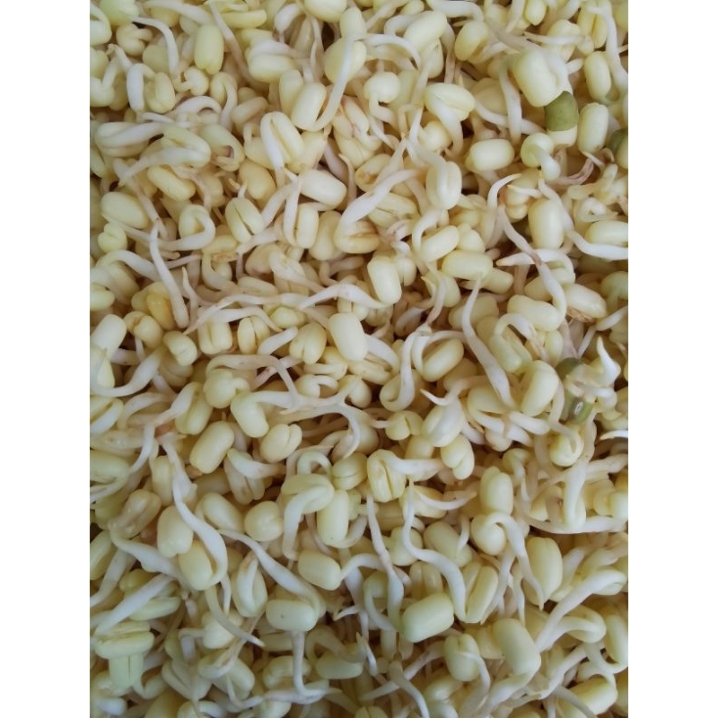

toge pendek atau toge rawon 100gram