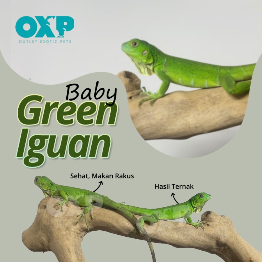 BABY GREEN IGUANA