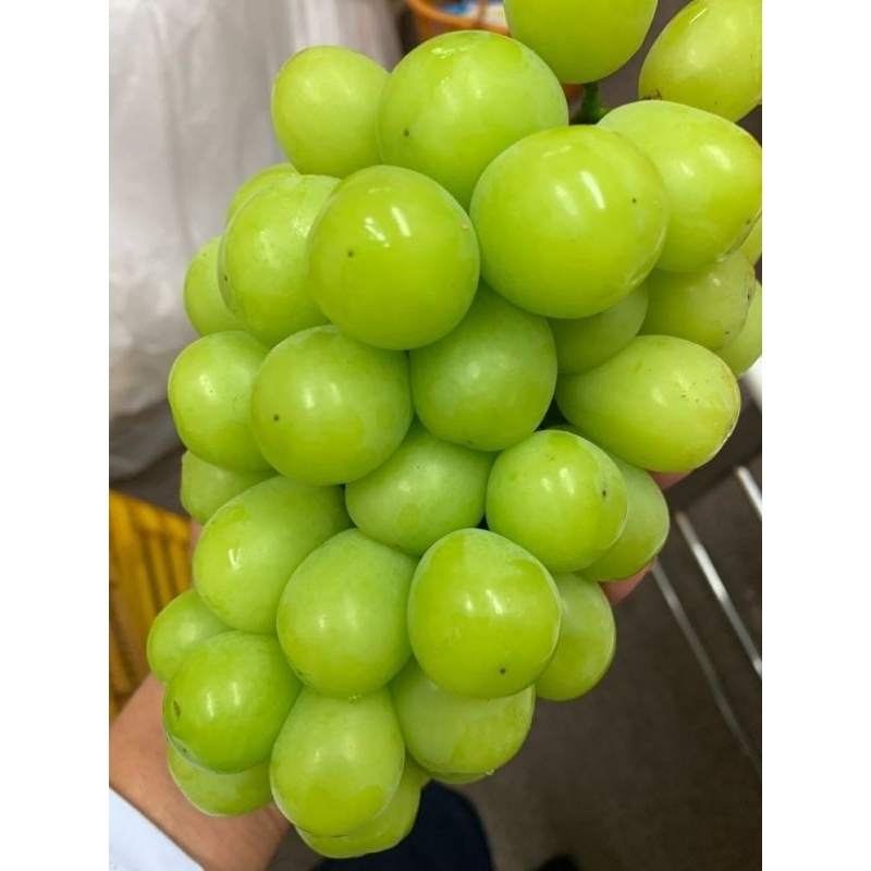 

Buah Anggur Shine Muscat Hijau Seedless