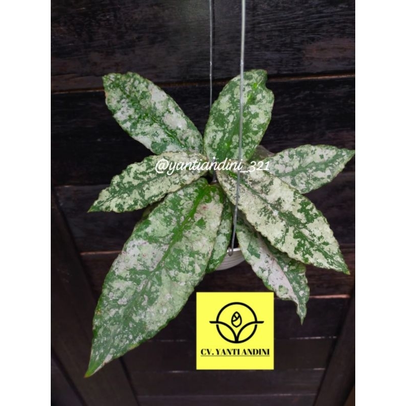 Hoya Undulata Silver