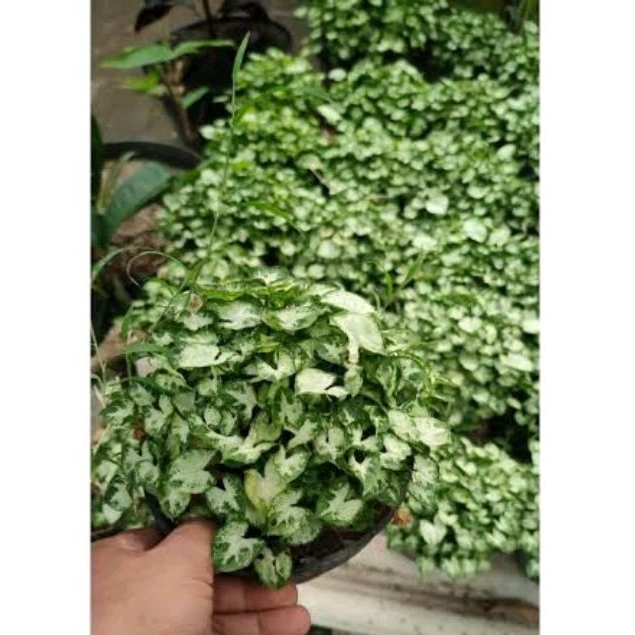 Keladi Mini Rimbun / Syngonium Mini Liliput / Keladi Mini Liliput